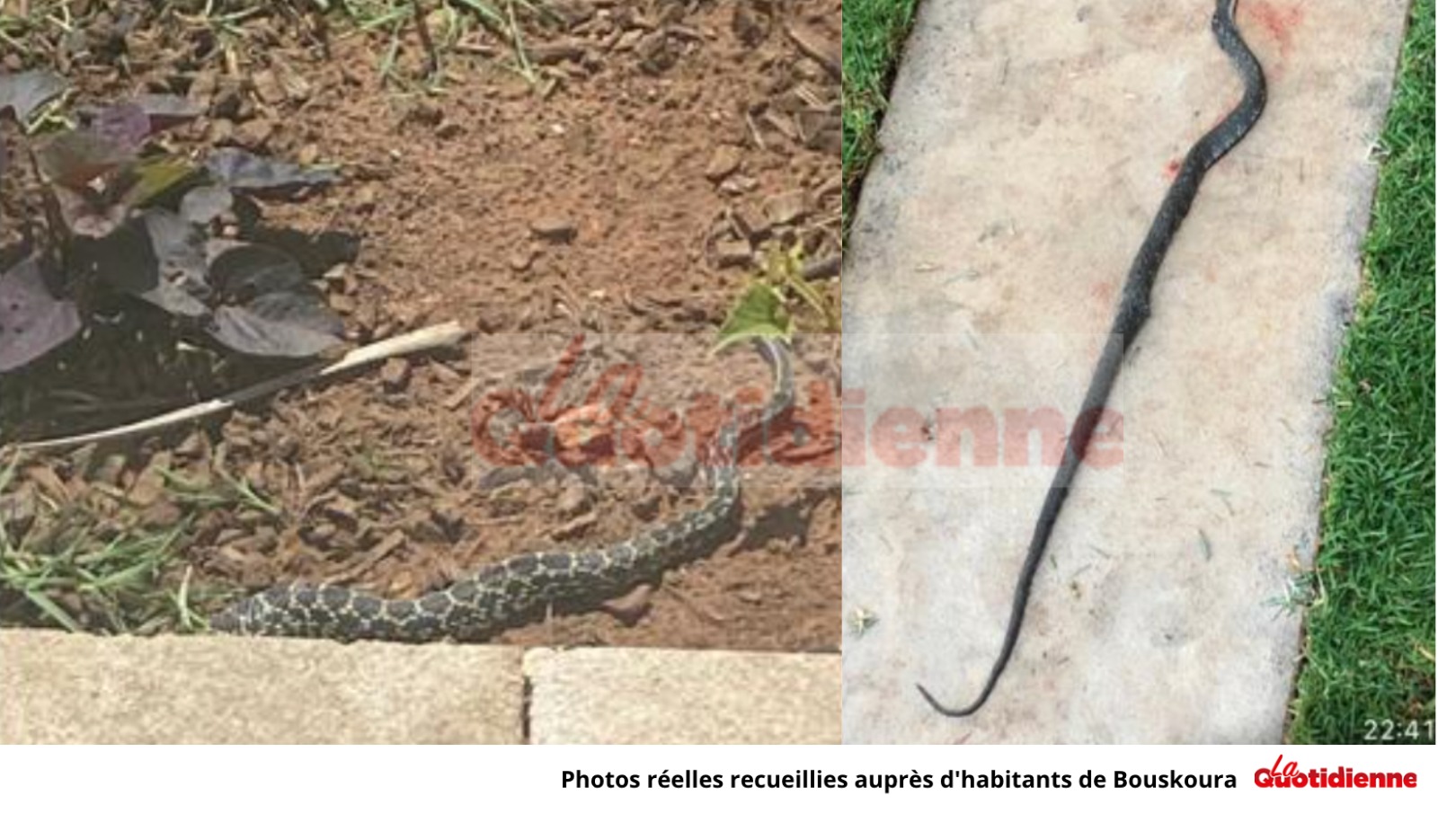 Invasion de serpents à Bouskoura : Le cri désespéré d’une citoyenne